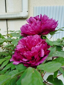 ボタン8号鉢4年生苗花芽付　「紫仙」1株　ぼたん植え替え適期　花　華　園芸 ガーデニング 立てば芍薬、座れば牡丹、歩く姿は百合の花