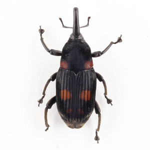 Curculionidae sp. 2B ゾウムシ標本 ウエストパプア