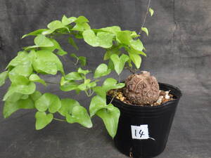 14　亀甲竜　Dioscorea elephantipes　アフリカ亀甲竜　3号ポリポット植え