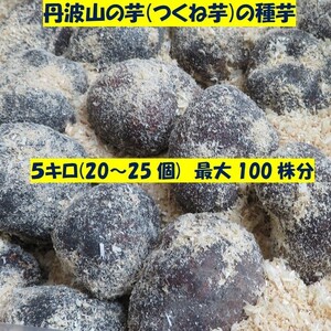 全国送料無料 種芋 5キロ (20～25個) 100株分 丹波山の芋 つくね芋 家庭菜園 栽培 食用OK 新芋