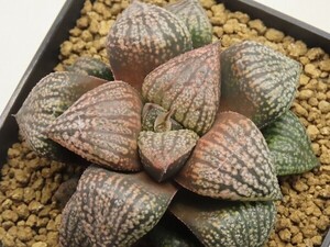 ■[Y040]ムーンチャイルド×前人未踏　実生　未繁殖【多肉植物　Haworthia　ハオルチア　ハオルシア】