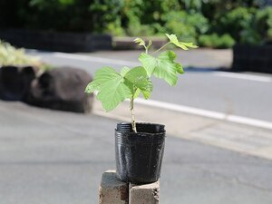 クズ 10.5cmポット 10個 苗