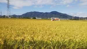 【令和5年産】新米 農薬約7割減 新潟県認証 特別栽培米 新之助　玄米紙袋25kg