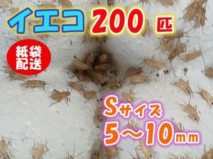 ヨーロッパイエコオロギ イエコ Sサイズ 5mm～10mm 紙袋配送 200匹 生餌 死着保証10% 爬虫類 両生類 トカゲ カエル [3695:gopwx]