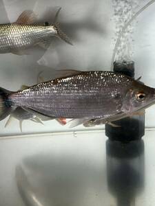 シルバードラード　淡水魚