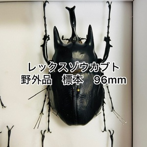 [野外品]レックスゾウカブト　96mm標本新品シーラケース付き（レックスゾウカブト死虫）