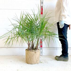 株立ち　ココスヤシ　約:70cm 【Butia capitata/シルバーヤシ/シルバーリーフ/ヤシの木/シンボルツリー/ドラセナ/3本立ち】244491