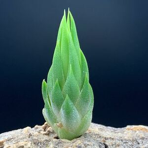 Tillandsia ionantha ‘Special Selection’ （‘Nizanda’） チランジア イオナンタ スペシャルセレクション ニザンダ ティランジア