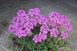 山野草　高山植物　ツルハナガタ（アンドロサケ・サルメントーサ）　苗　