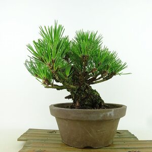 盆栽 松 黒松 瑞宝 樹高 約19cm くろまつ Pinus thunbergii クロマツ マツ科 常緑針葉樹 観賞用 小品 現品