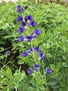 花種　千代萩　センダイハギ　紫　宿根　5粒　北海道より