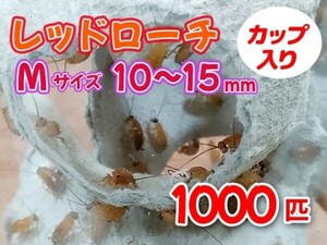 レッドローチ M サイズ 10～15mm 1000匹 カップ入り 生餌 爬虫類 両生類 肉食熱帯魚 小型哺乳類 エサ 活餌 [3412:gopwx2]