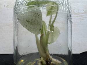 【限定入荷】モンステラ　デリシオーサ　ホワイトスノー tissue culture monstera deliciosa white Snow Variegata 組織培養【¨HEIAN¨】