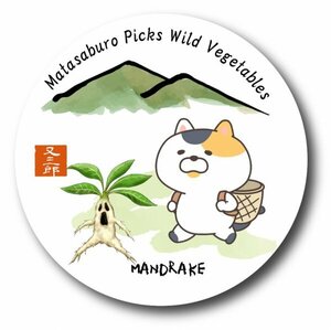 魚ステッカー　猫の又三郎　山菜シリーズ　マンドレイク