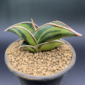 01【激レア】多肉植物 サンスベリア ロリダ 斑入 Sansevieria Rorida Variegated 鮮明斑 選抜極上株