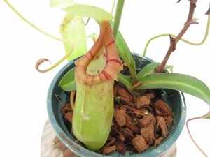 N.ovata CV オス 2.5号【現品限り】ネペンテス 食虫植物_16869