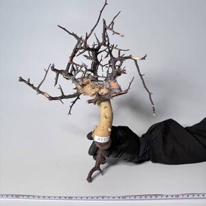 411 Commiphora kataf pure コミフォラ カタフ ピュア　ベアルート株