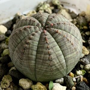【B5591】【選抜株】ユーフォルビア オベサ Euphorbia obesa ( 検索 アガベ 塊根植物 多肉植物 )