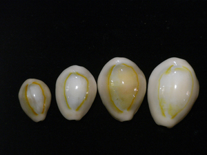 貝の標本 Cypraea annulus set 4