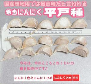 希少　平戸種　30燐片(粒) 暖地用　種ニンニク　にんにく　即発送　にんにくひめ　