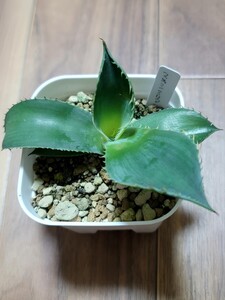 【 Agave maximiliana 】 アガベ マキシミリアーナ/ 実生株 