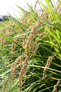 ★産地直送！！★令和5年産 三重県産 コシヒカリ30kg 　精米無料です！★ 