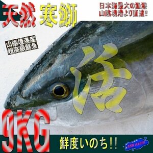 脂のってます!!地物「天然寒ブリ9-10kg」鮮度抜群、山陰境港産、とれたて直送！！