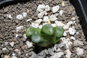 万象　紫晃　Haworthia　ハオルチア