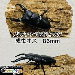 パラワンオオヒラタクワガタ成虫オス♂86mm