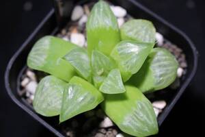 白夜　Haworthia　ハオルチア