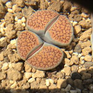 種子30粒　C95 リトープス　イナエ　Lithops inae