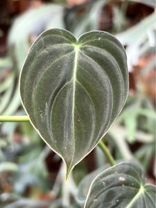 【vandaka】Philodendron melanochrysum フィロデンドロン メラノクリサム 原種アロイド