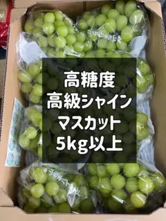 高級シャインマスカット　5kg以上