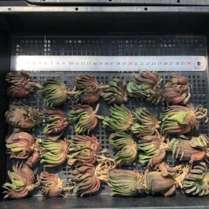 ハオルチア24個　0910-K081　玉扇　多肉植物　カット苗　寄植え　出荷日9/12か13