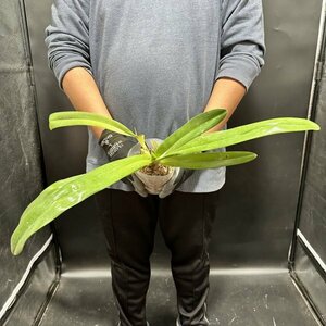 Y192「XL」Paphiopedilum rothschildianum Mt. Kinabalu (× sib)【洋蘭原種・パフィオペディルム (Paph.)・ロスチャイルディアナム】