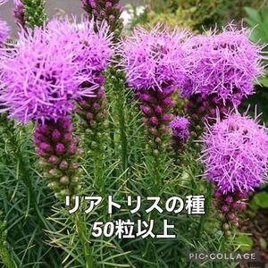 リアトリス　花の種