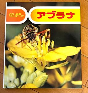 アブラナ　カラー自然シリーズ１７　文　小田英智　　写真 赤石沢康彦ほか　偕成社