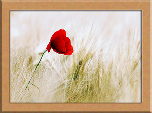 赤い花 A4 画像