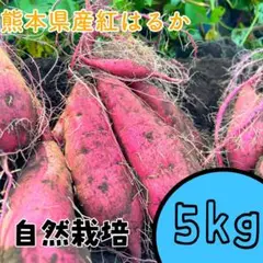 本日金曜日発送‼️熊本県産さつまいも 紅はるか 自然栽培 無農薬 無肥料5kg