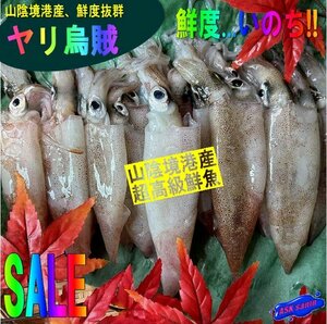 5箱、鮮度抜群「ヤリ烏賊 小1kg 」柔らかです!! お刺身可、山陰境港産