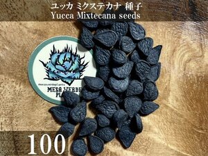 ユッカ ミクステカナ 種子 100粒+α Yucca Mixtecana 100 seeds+α 種