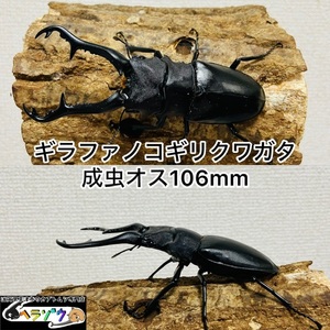 ギラファノコギリクワガタ成虫オス♂106mm（フローレス産）