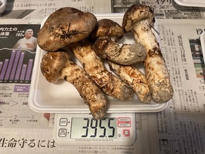 山形県産 松茸 約395g 17日夕方採取