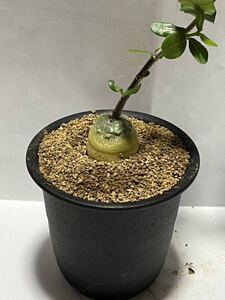 多肉植物　フオツケア、エデュリス　火星人