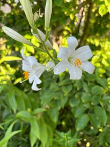 リリウム・キャンディダム セルヌウム　種子4粒　lilium candidum var.cernuum Weston マドンナリリーの変種　ヨーロッパのユリ