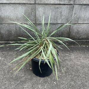 ユッカ フィラメントーサ Yucca filamentosa イトラン