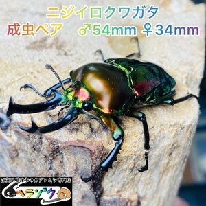 ニジイロクワガタ　成虫ペア　オス♂54mmメス♀34mm