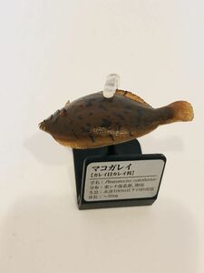 マコガレイ　魚類　海　川　魚　フィギュア　日本　生き物　生物　動物　ミニチュア　３７