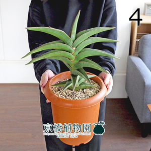 【現品】サンスベリア・パウエル/ポウェリー 7号 茶鉢（4）Sansevieria powellii