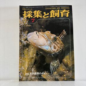 採集と飼育 1981年7月号★特集 自然観察のポイント/キヌバリをのみこむトラギス/タイドプールをのぞいてみよう/生物の知識・観察と実験